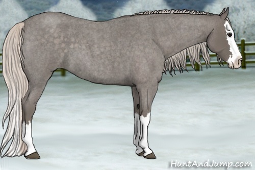 Horse Color:Silver Blue Roan Splash