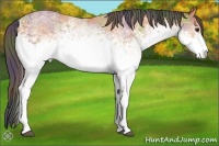 Horse Color:Nacre White Spotted Buckskin 