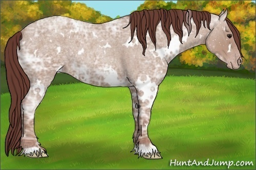 Horse Color:White Spotted Chocolate Classic Champagne Ice Roan