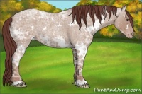 Horse Color:White Spotted Chocolate Classic Champagne Ice Roan