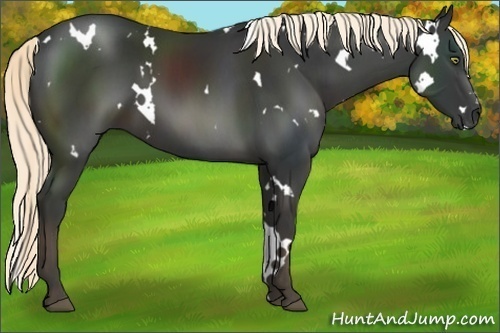 Horse Color:White Spotted Liver Chestnut 