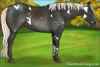 Horse Color:White Spotted Liver Chestnut