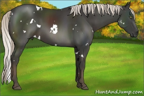 Horse Color:White Spotted Liver Chestnut 