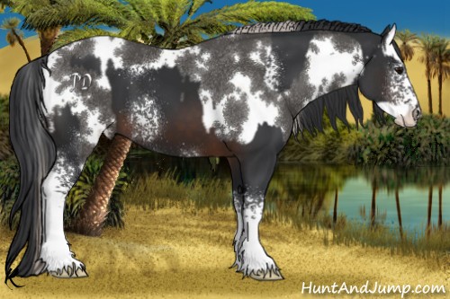 Horse Color:White Spotted Silver Black Splash Rabicano  and White Spotted Brown 