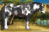 Horse Color:White Spotted Silver Black Splash Rabicano and White Spotted Brown