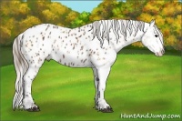 Horse Color:Buckskin Appaloosa  and Silver Bay Appaloosa 