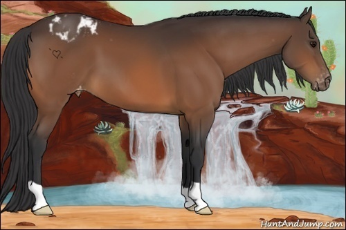 Horse Color:Bay Appaloosa 