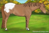 Horse Color:Chestnut Snowcap 
