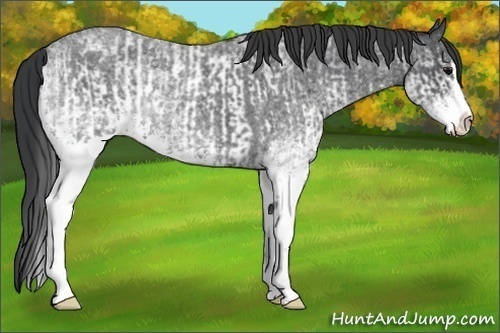 Horse Color:White Spotted Blue Roan Rabicano  and White Spotted Blue Roan Splash Rabicano 