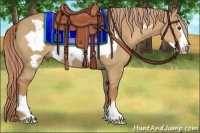 Horse Color:Red Dun Frame