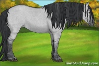 Horse Color:Grullo Chinchilla 