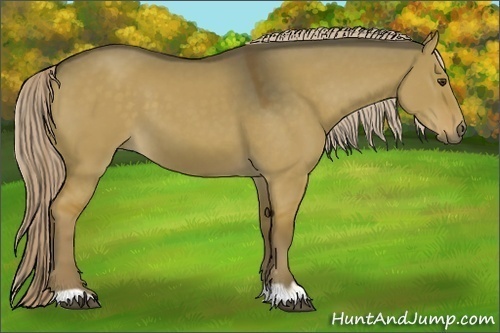 Horse Color:Chocolate Palomino Dun