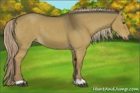 Horse Color:Chocolate Palomino Dun