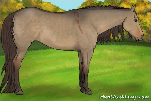 Horse Color:Liver Red Dun 