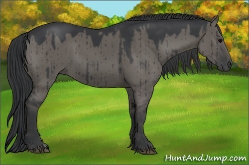 Horse Color:Grullo 