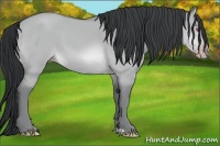 Horse Color:Sable Champagne Chinchilla Dun
