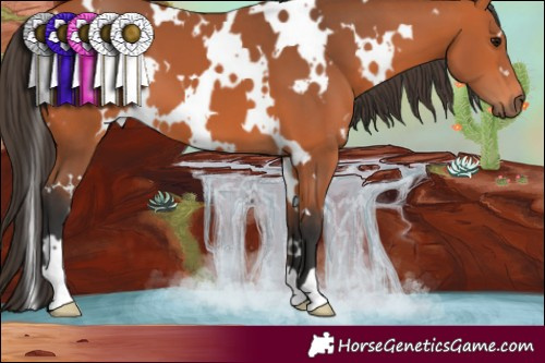Horse Color:White Spotted Bay 