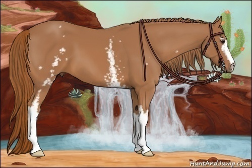 Horse Color:White Spotted Chestnut 