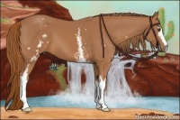 Horse Color:White Spotted Chestnut 