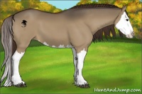 Horse Color:Liver Red Dun Splash 