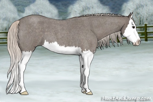 Horse Color:Silver Blue Roan Splash 