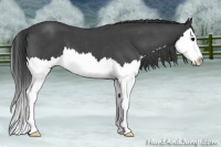 Horse Color:Blue Roan Splash 