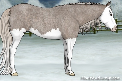 Horse Color:Silver Blue Roan Splash