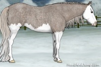 Horse Color:Silver Blue Roan Splash