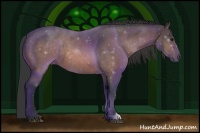 Horse Color:Buckskin Roan