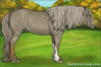 Horse Color:Chocolate Palomino Dun 