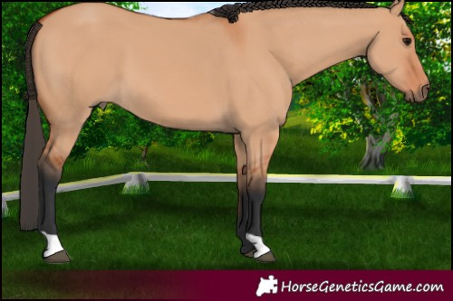 Horse Color:Bay Dun 