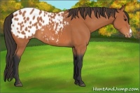 Horse Color:Bay Appaloosa