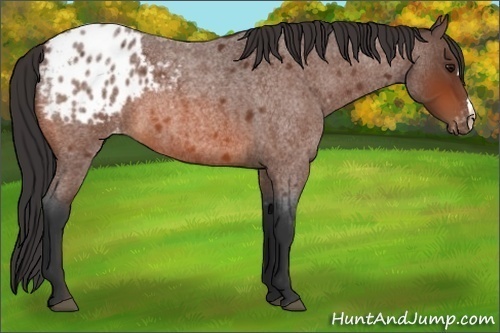 Horse Color:Bay Roan Appaloosa