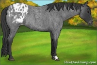 Horse Color:Blue Roan Appaloosa Rabicano 