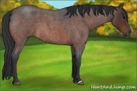 Horse Color:Bay Roan 