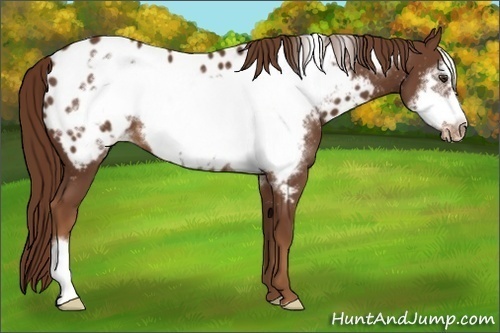 Horse Color:Chestnut Frame Near Leopard 