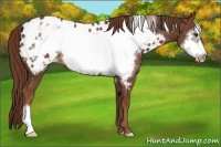 Horse Color:Chestnut Frame Appaloosa