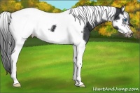 Horse Color:Black Splash Tobiano Frame Blanket
