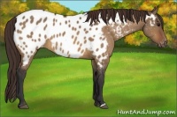 Horse Color:Bay Dun Appaloosa 