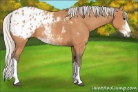 Horse Color:Silver Bay Sabino Appaloosa