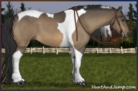 Horse Color:Buckskin Tobiano