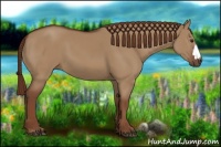 Horse Color:Red Dun