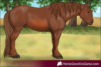 Horse Color:Chestnut 
