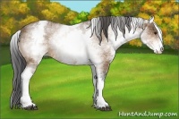 Horse Color:White Spotted Buckskin