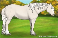 Horse Color:Cremello Sabino