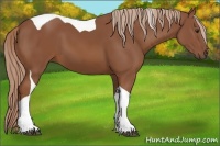 Horse Color:Chestnut Tobiano