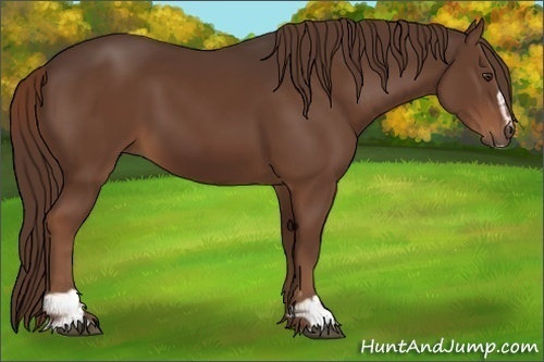 Horse Color:Liver Chestnut Sabino