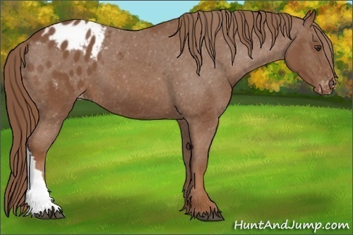 Horse Color:Chestnut Appaloosa 