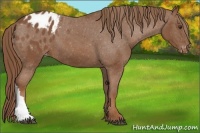 Horse Color:Chestnut Appaloosa 