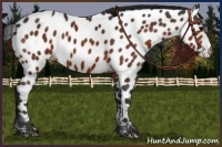 Horse Color:Brown Appaloosa